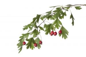 Twig of hawthorn with berries