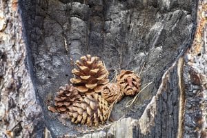 Pine cones in a burnt tree hollow.